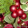 Christmas Time